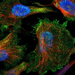 Utrophin Antibody, Novus Biologicals 0.1mL; Unlabeled:Antibodies, Polyclonal